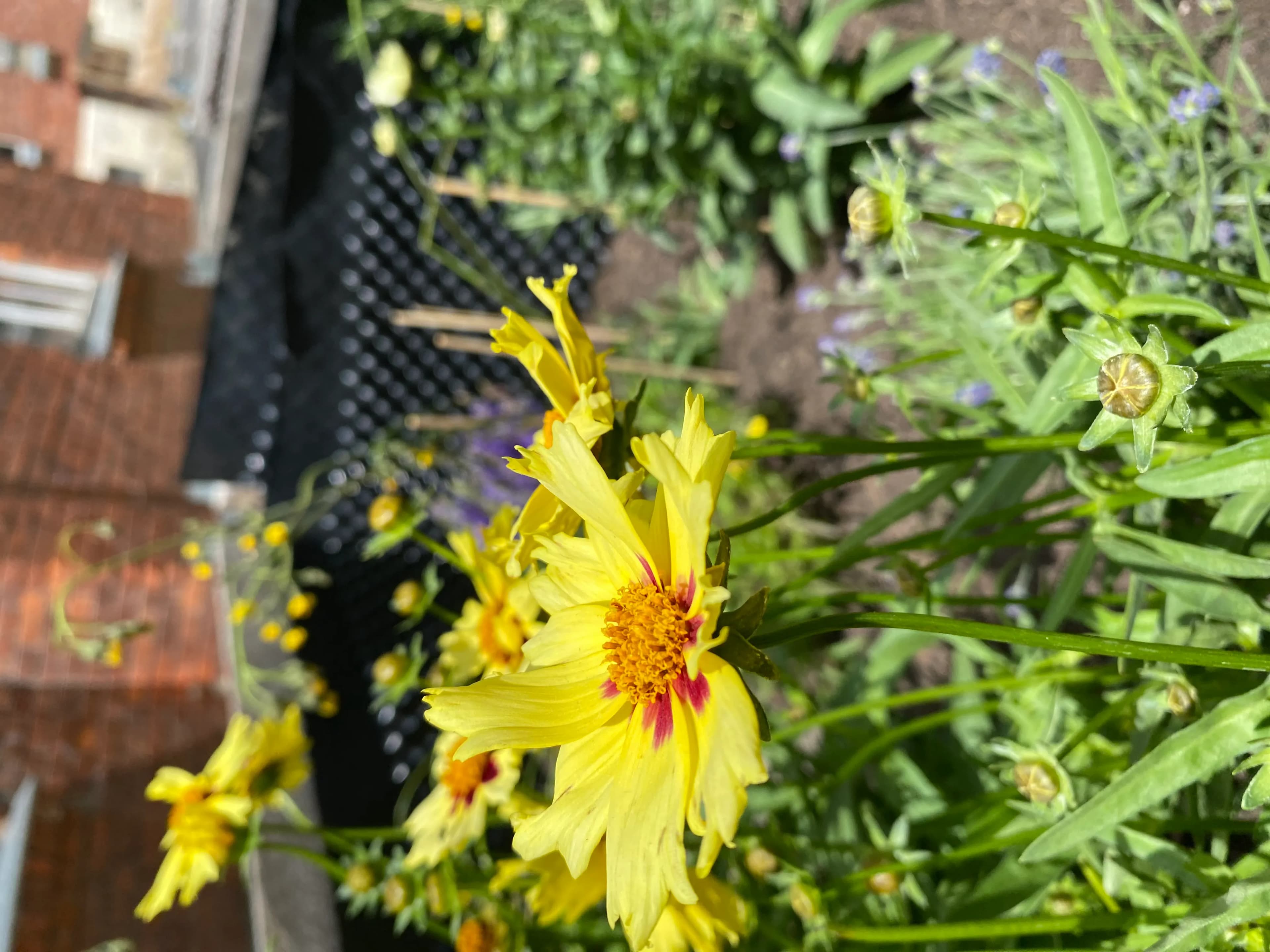 Nahaufnahme einer Gruppe von gelben Coreopsis-Blumen mit roten Flecken an der Basis der Blütenblätter, die in einem Garten mit viel Grün wachsen. Im Hintergrund ist ein Gebäude zu sehen.